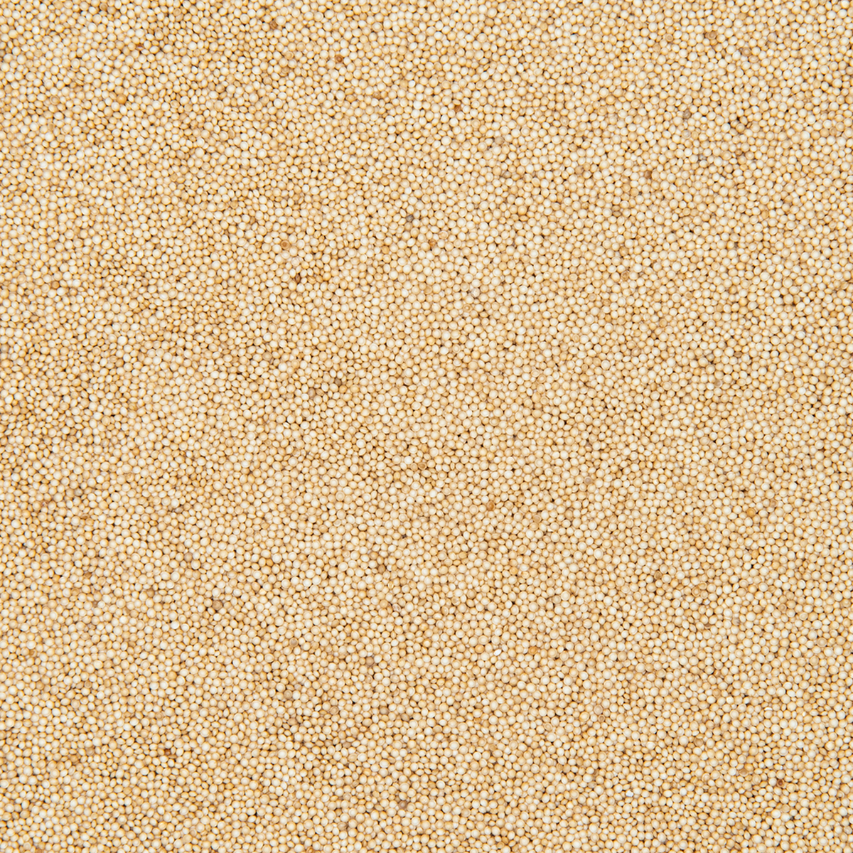 Amaranth Seed