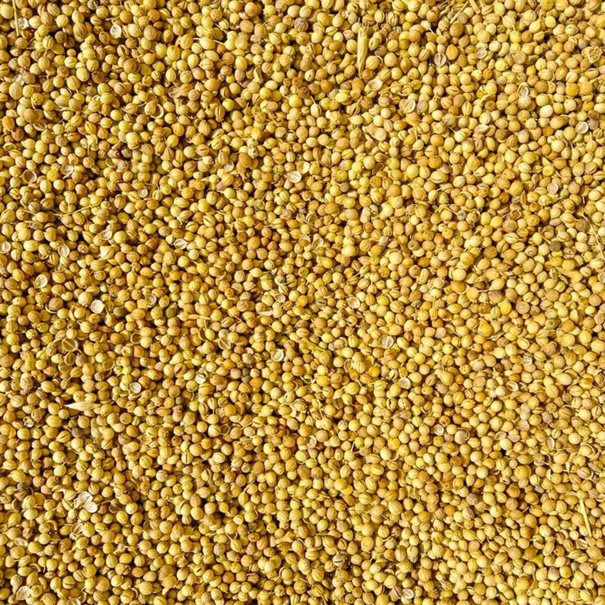 Coriander Whole (Dhaniya)
