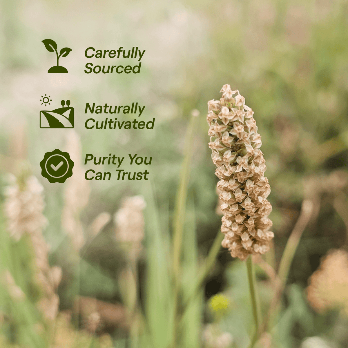 Psyllium Husk Box (Isabgol)