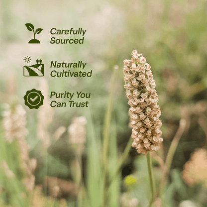 Psyllium Husk Box (Isabgol)