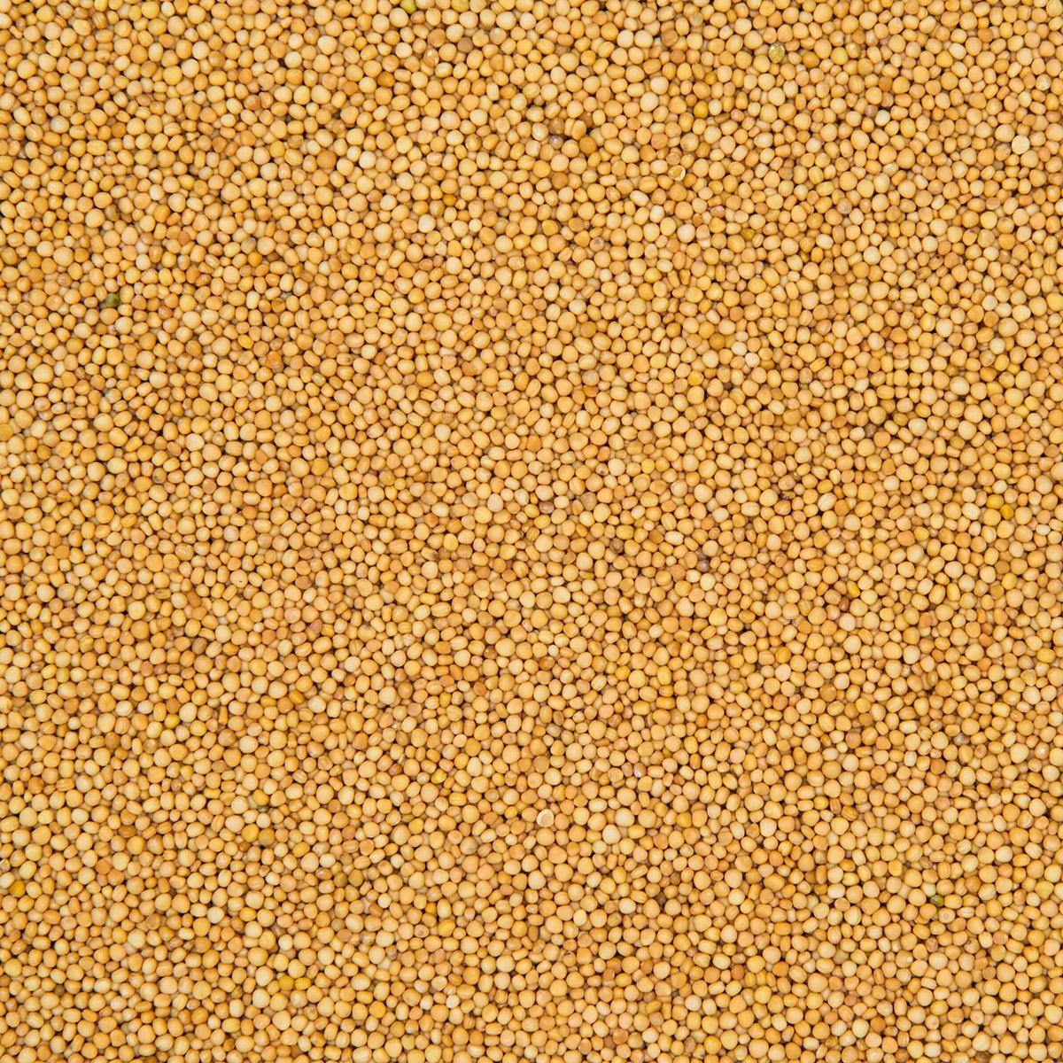 Yellow Mustard (Pili Sarso)