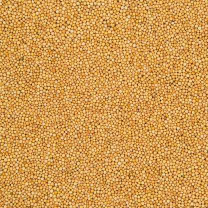Yellow Mustard (Pili Sarso)