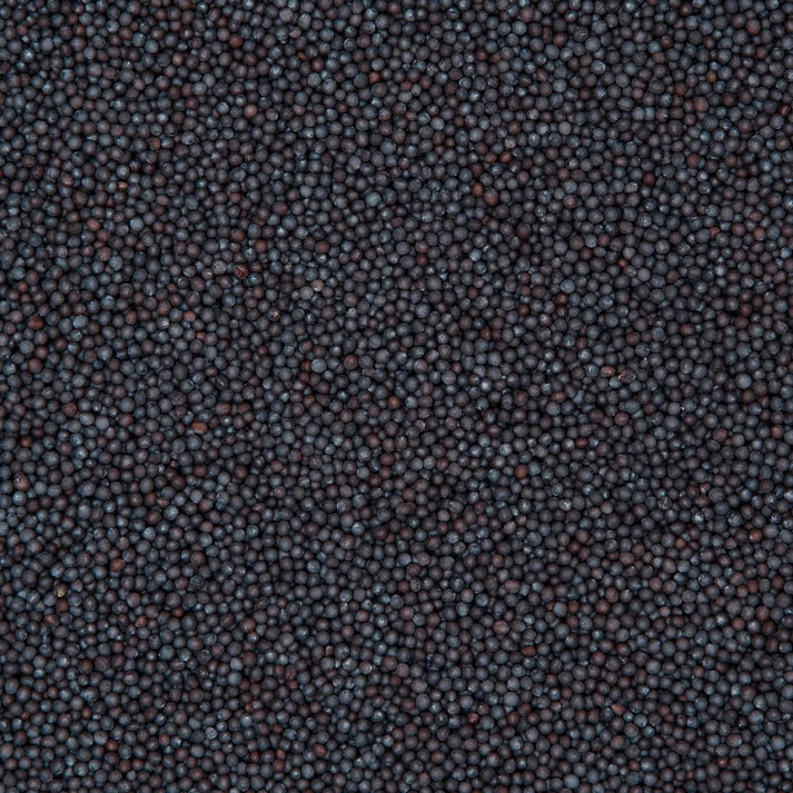 Black Mustard (Kali Rai)