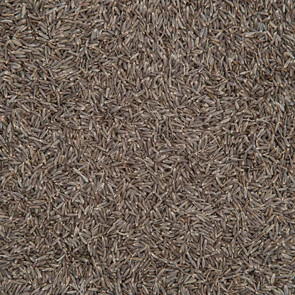 Cumin (Jeera)